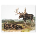 Search for cute moose posters Deer