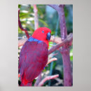 Search for eclectus parrot Parrots