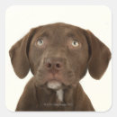 Search for chocolate lab puppy stickers Animal