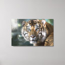 Search for panthera canvas prints Tiger