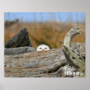 Search for snowy owl posters Birds of prey
