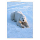 Search for ursus photography Bears