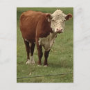 Search for hereford cow postcards Beef