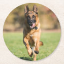 Search for german shepherd coasters Cute