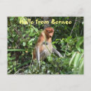 Search for borneo postcards Monkey