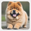 Search for chow stickers Pets