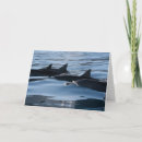 Search for dolphin birthday cards Nature