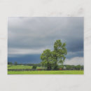 Search for lexington kentucky postcards Horse