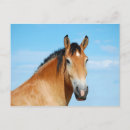 Search for rescue horizontal postcards Equine