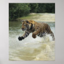Search for bengal tiger posters Wildlife