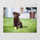 Search for labradors postcards Puppy