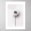 Search for dandelions art Minimalist