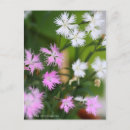 Search for dianthus postcards Pink