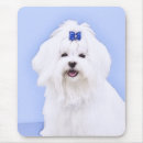 Search for maltese electronics Portrait