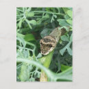 Search for larva postcards Butterfly
