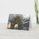 Search for marmot cards Mammal