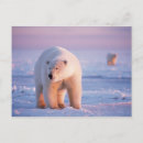 Search for ursus postcards Mammal