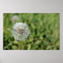 Search for grass flower posters Dandelion