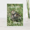 Search for seabird cards Birds