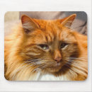 Search for special mousepads Orange