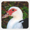 Search for wild duck stickers Animal