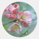 Search for apple blossoms stickers Flower