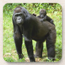 Search for monkey drinking photography Gorilla