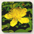 Search for herbal coasters Flower