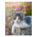 Search for bicolor art Cat
