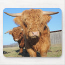 Search for calf mousepads Ranch