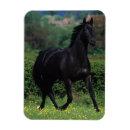 Search for thoroughbred magnets Moving