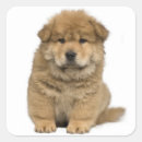 Search for chow stickers Puppy