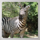 Search for zebra design posters Zebras