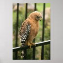 Search for shoulders posters Animal