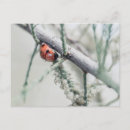 Search for droplet postcards Macro
