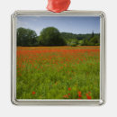 Search for agriculture christmas tree decorations Outdoors