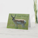 Search for buck cards Antelope