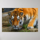 Search for crouching posters Big cat