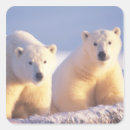 Search for tundra stickers Alaska