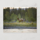 Search for focus postcards Water