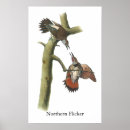 Search for flicker art Wildlife
