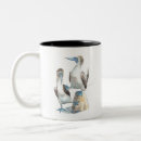 Search for blue footed mugs Booby