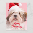 Search for lhasa apso cards Looking at camera