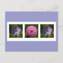 Search for geranium postcards Floral