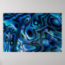 Search for abalone posters Abstract
