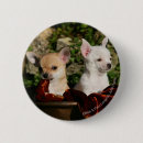 Search for chihuahua badges Puppies