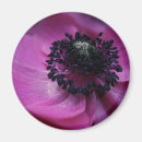 Search for windflower magnets Nature