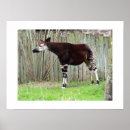 Search for okapi posters Animal