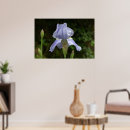 Search for iris garden posters Photography
