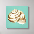 Search for shell canvas prints Nature
